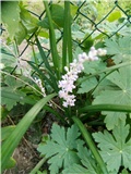 Liriope muscari